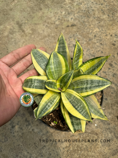 Top view of Sansevieria Golden Hahnii with hand for scale, highlighting its symmetrical rosette of green and yellow leaves on textured soil.