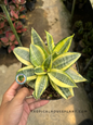 Sansevieria Golden Hahnii viewed from above, displaying clean, architectural leaf patterns and vivid variegation, held by hand in a greenhouse.