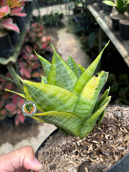 Side angle of Sansevieria Golden Mini in a small black pot, showing pointed yellow-edged leaves emerging from a dense rosette.