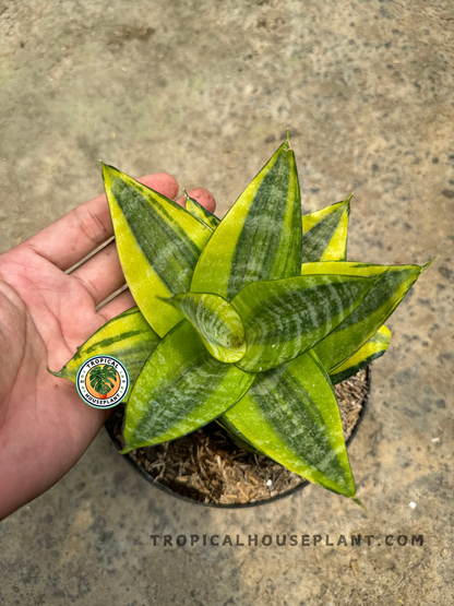 Top view of Sansevieria Golden Mini being held in a hand, displaying its perfectly symmetrical foliage and compact golden-green pattern.