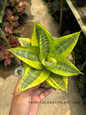 Overhead shot of Sansevieria Golden Mini, capturing its sharp-edged variegated leaves and vibrant golden tones in natural greenhouse lighting.