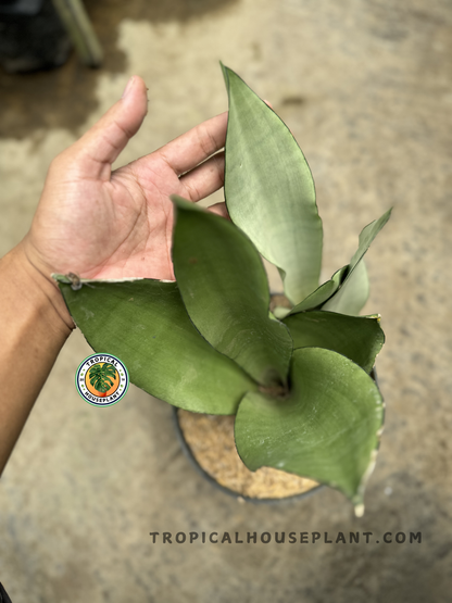 Close-up of Sansevieria Moonshine in a black pot, highlighting broad matte green-silver leaves with smooth texture and upright growth.