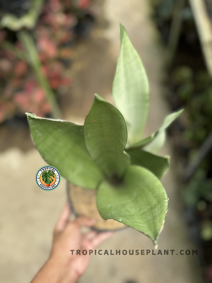 Top view of Sansevieria Moonshine held in hand, showcasing soft-toned, overlapping leaves forming a modern rosette.