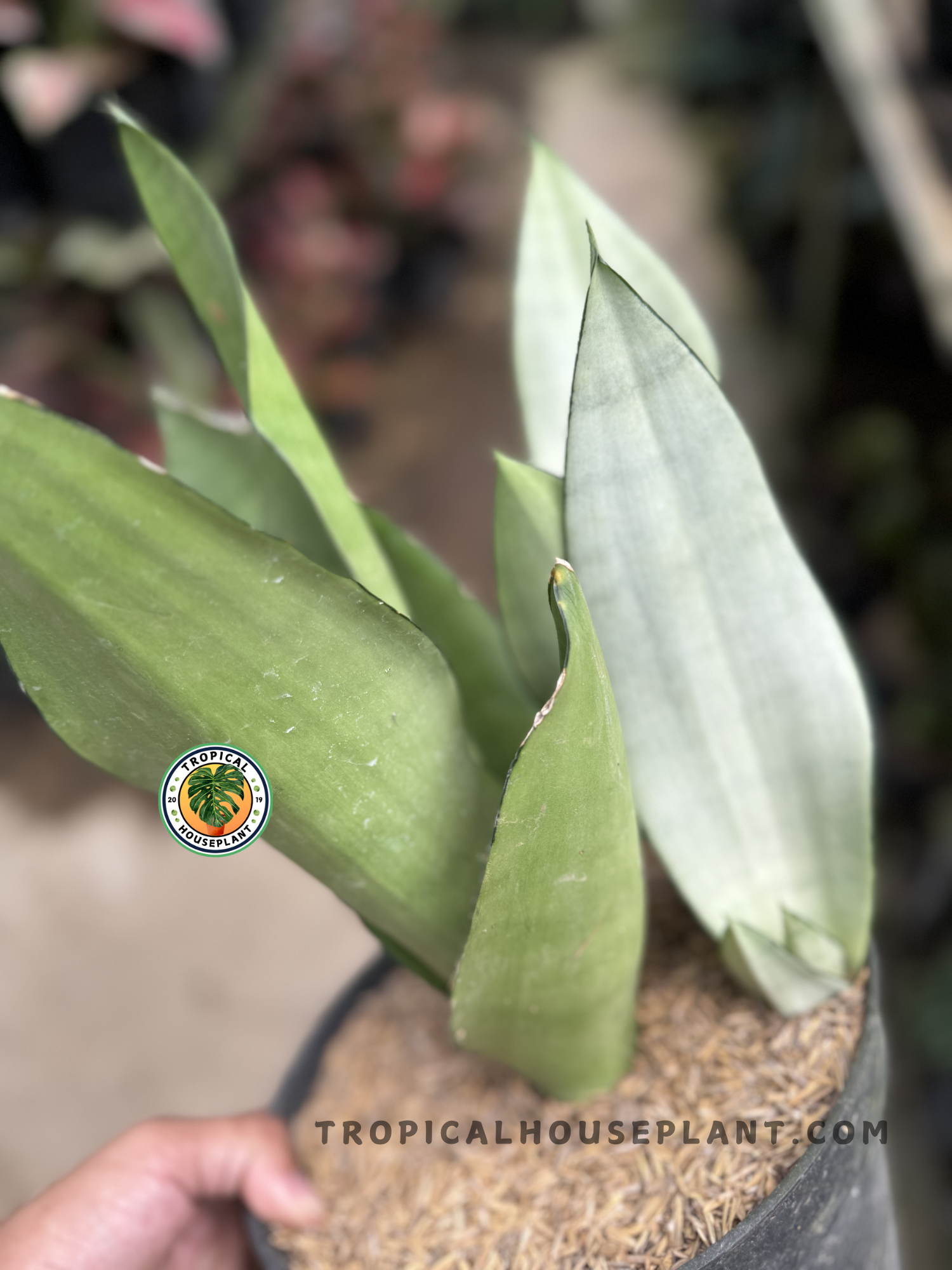 Side view of Sansevieria Moonshine in nursery setting, featuring its thick silver foliage with a slightly cupped formation.