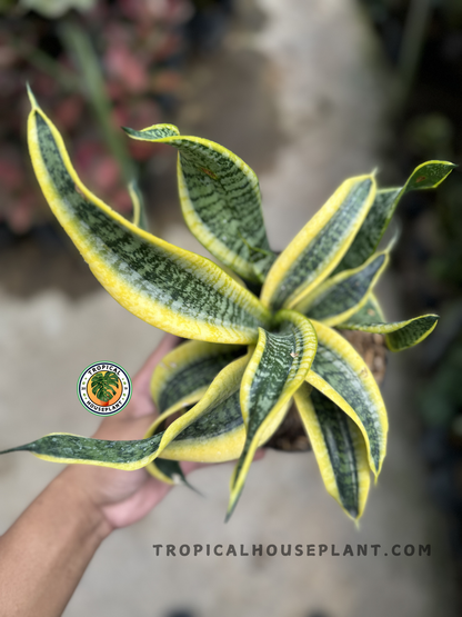 Close-up of Sansevieria Twister showing twisted green leaves with golden-yellow borders, emerging in a spiral from a black nursery pot.