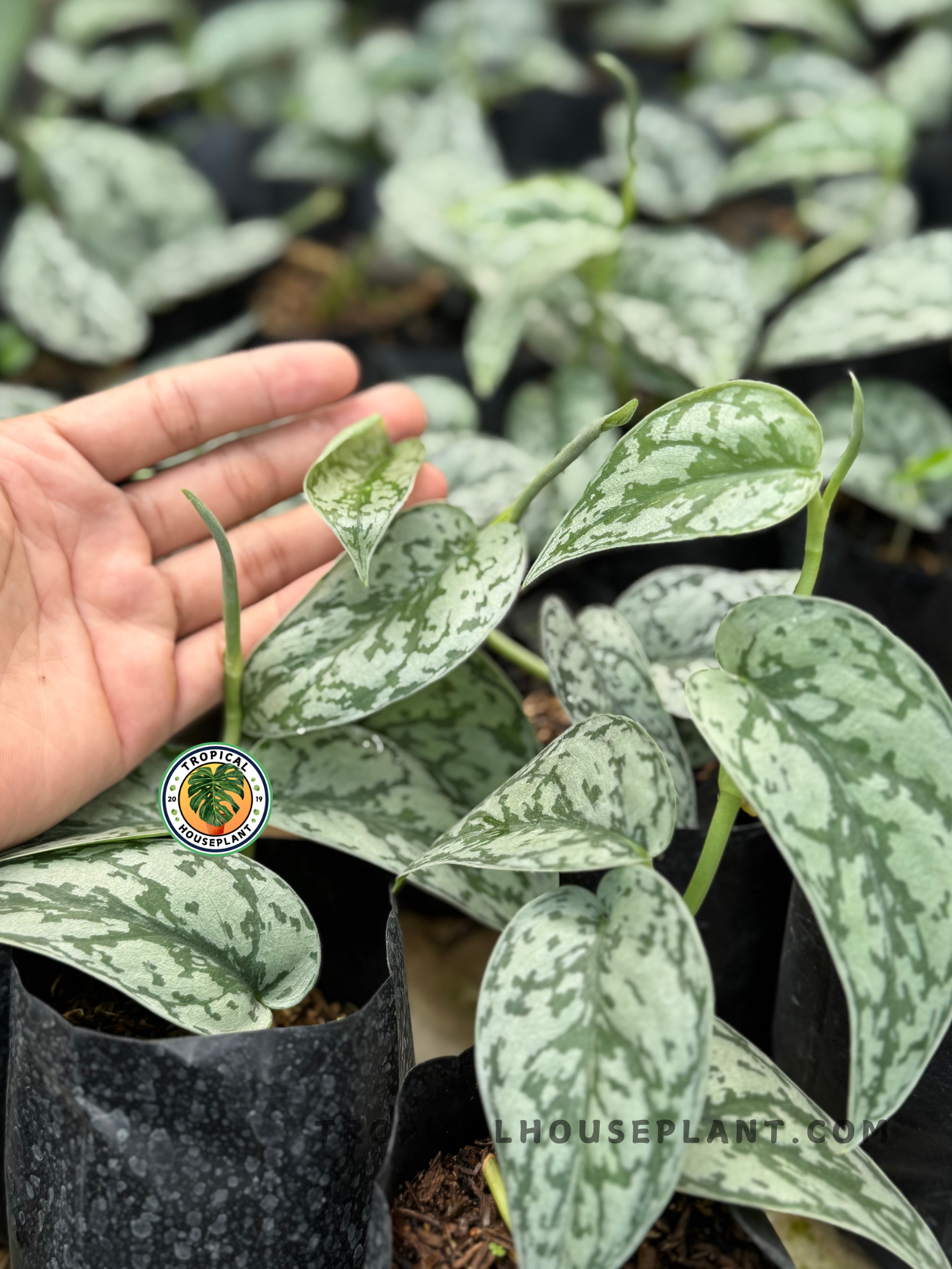 A hand holding Scindapsus Silver Lady leaves against a backdrop of many potted plants.