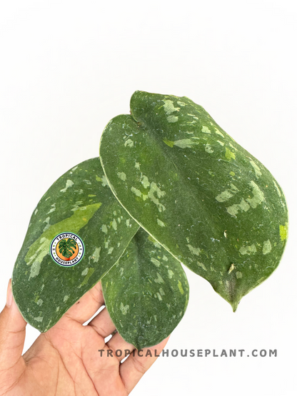 Healthy Scindapsus Baticon Variegated with 3–5 vibrant variegated leaves.