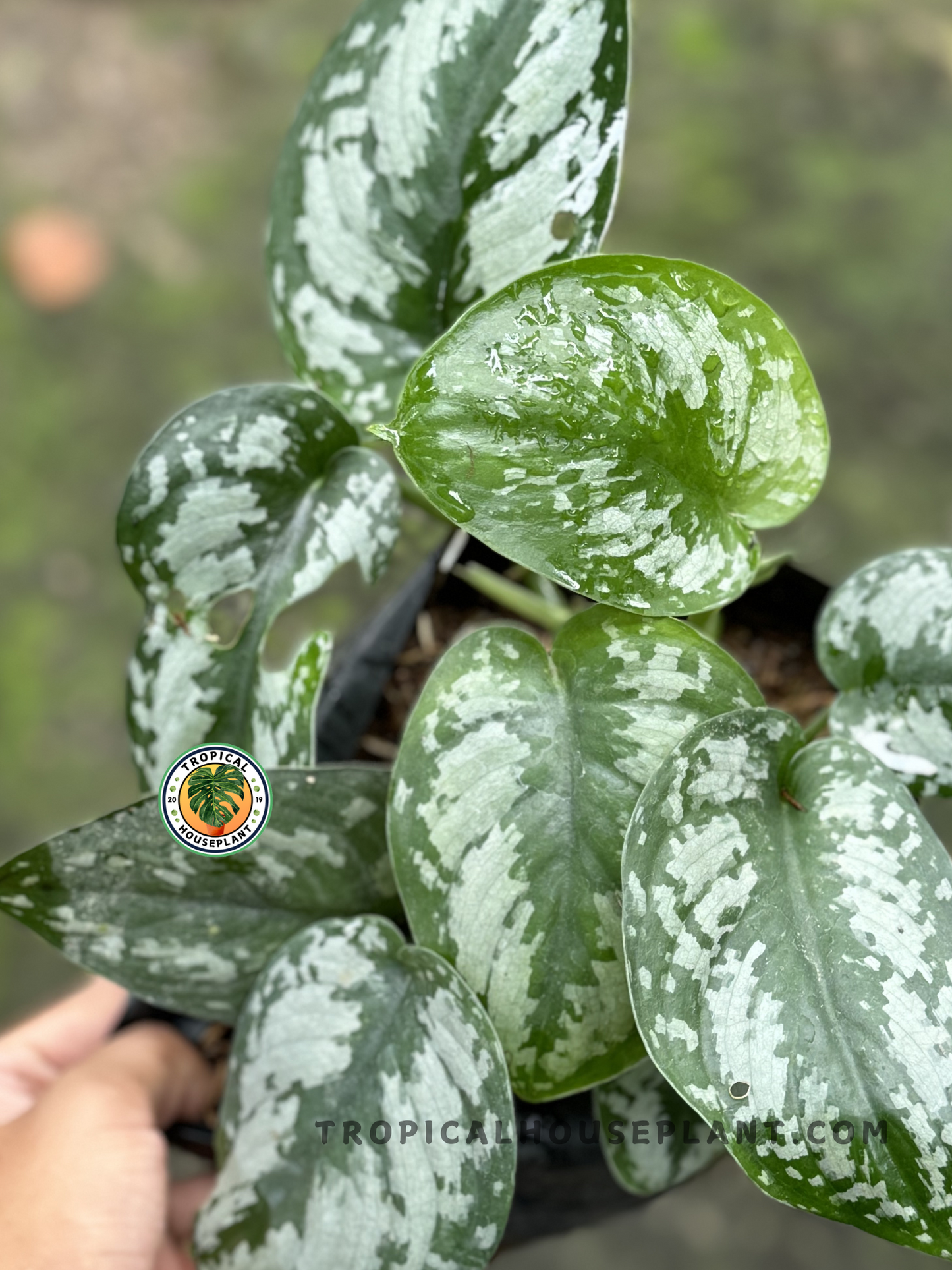 Scindapsus Exotica with heart-shaped green leaves featuring bold silver variegation.