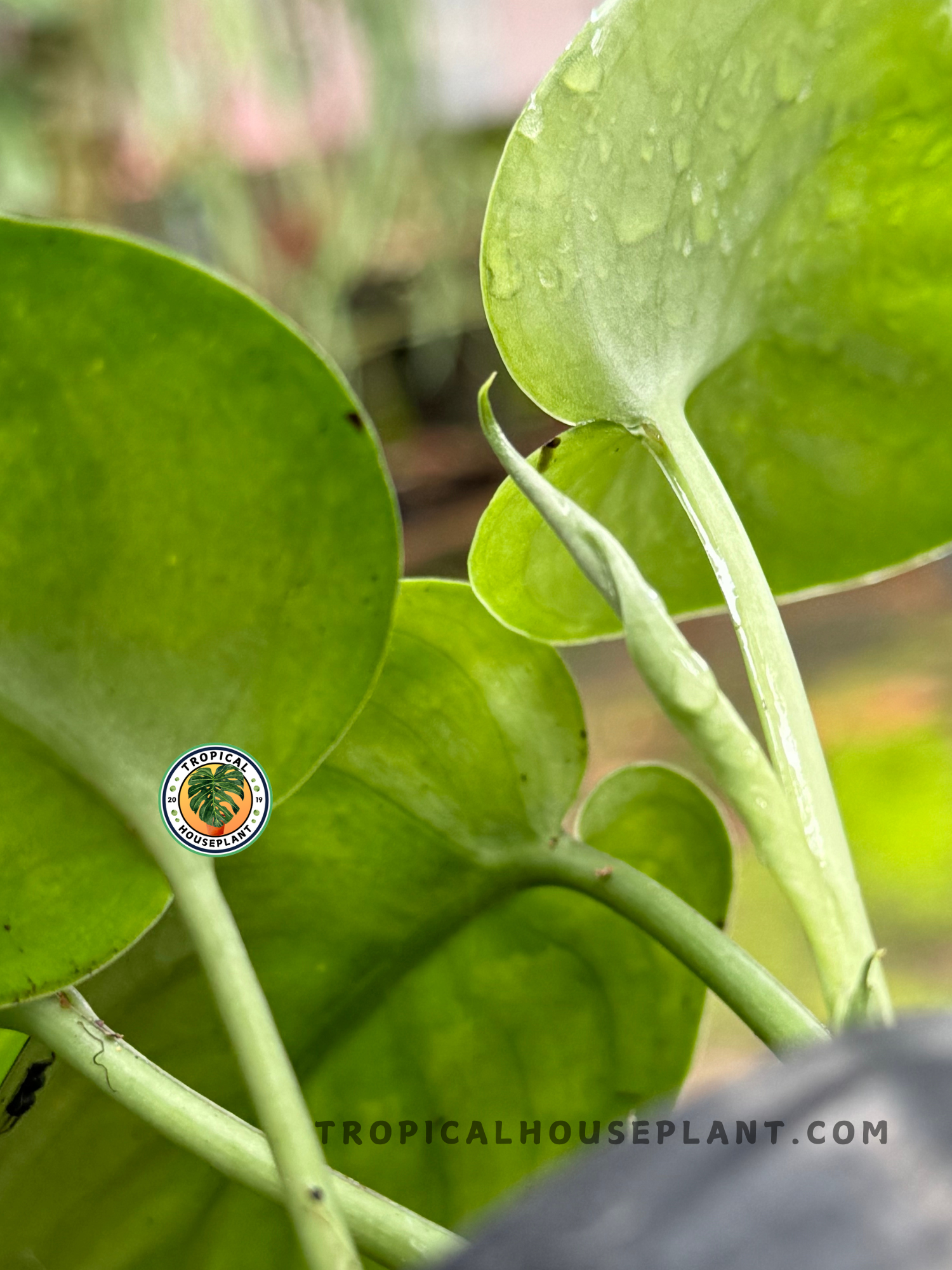 Back leaves of Scindapsus Exotica highlighting its green foliage.