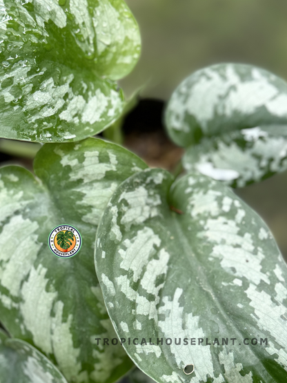 Close-up of Scindapsus Exotica foliage showcasing its velvety texture and intricate patterns.