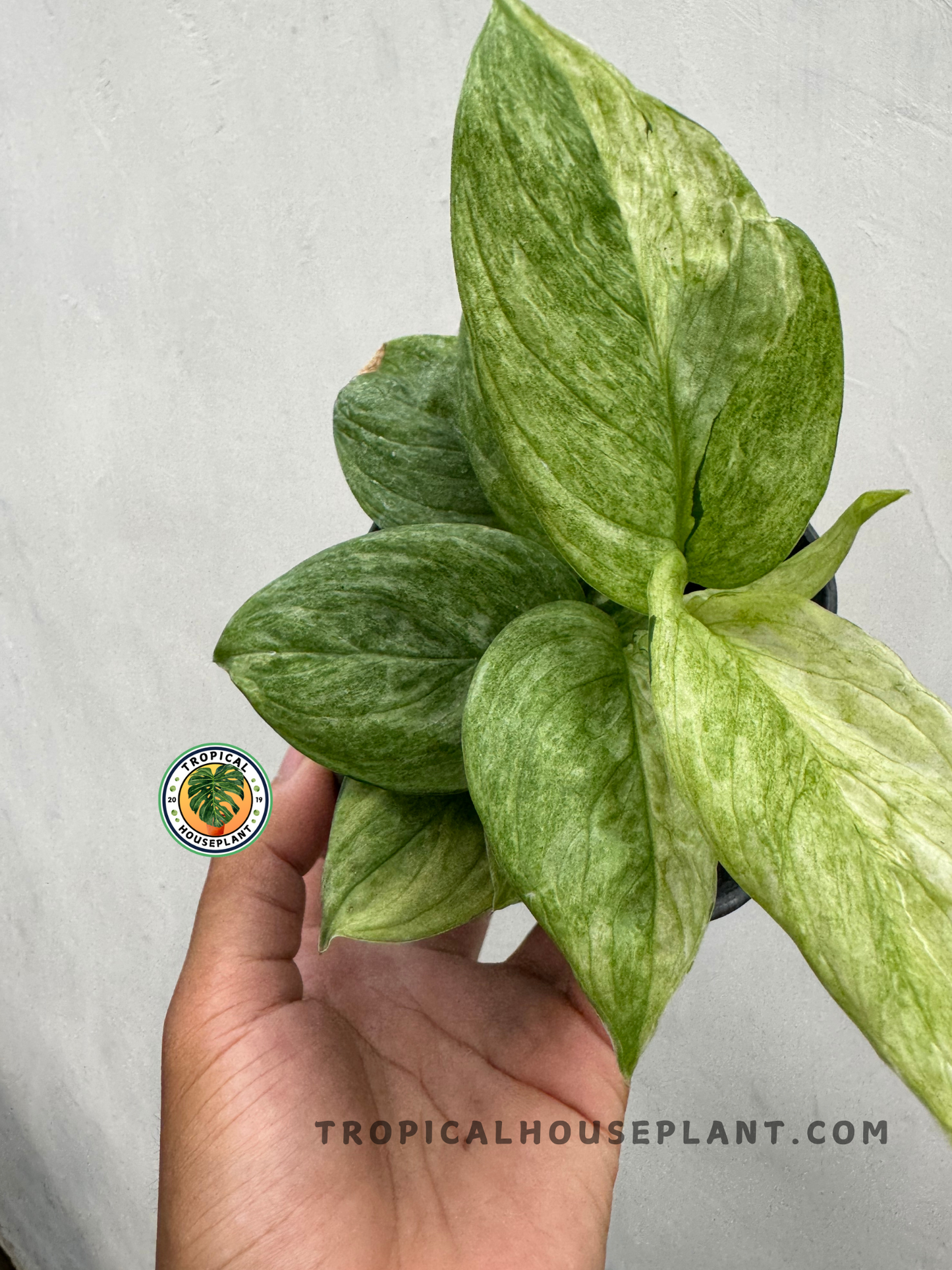 Scindapsus Perakensis Variegated held by hand, showcasing its marbled green and silver variegated leaves.