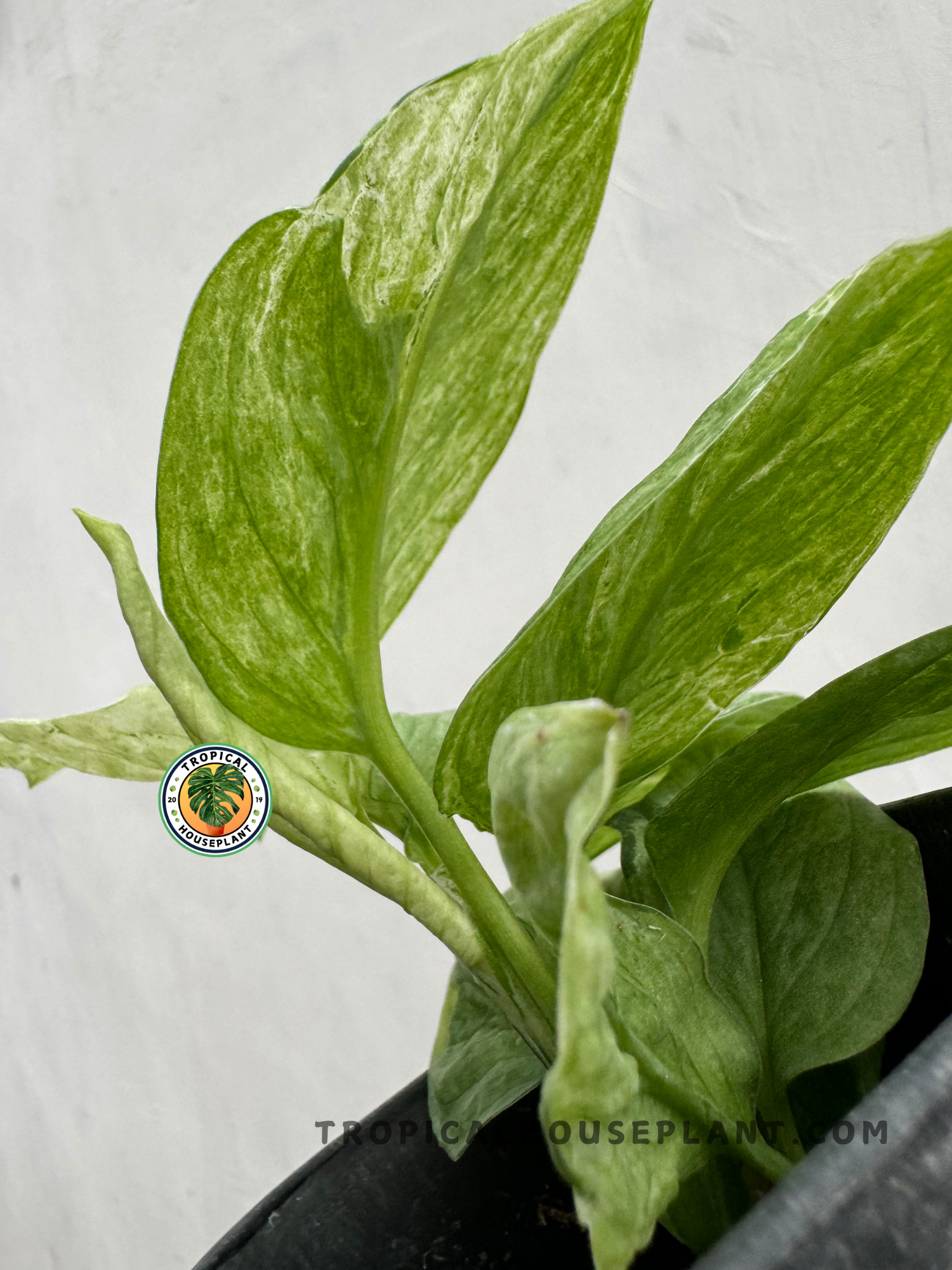 Back view of Scindapsus Perakensis Variegated highlighting its smooth, variegated foliage.