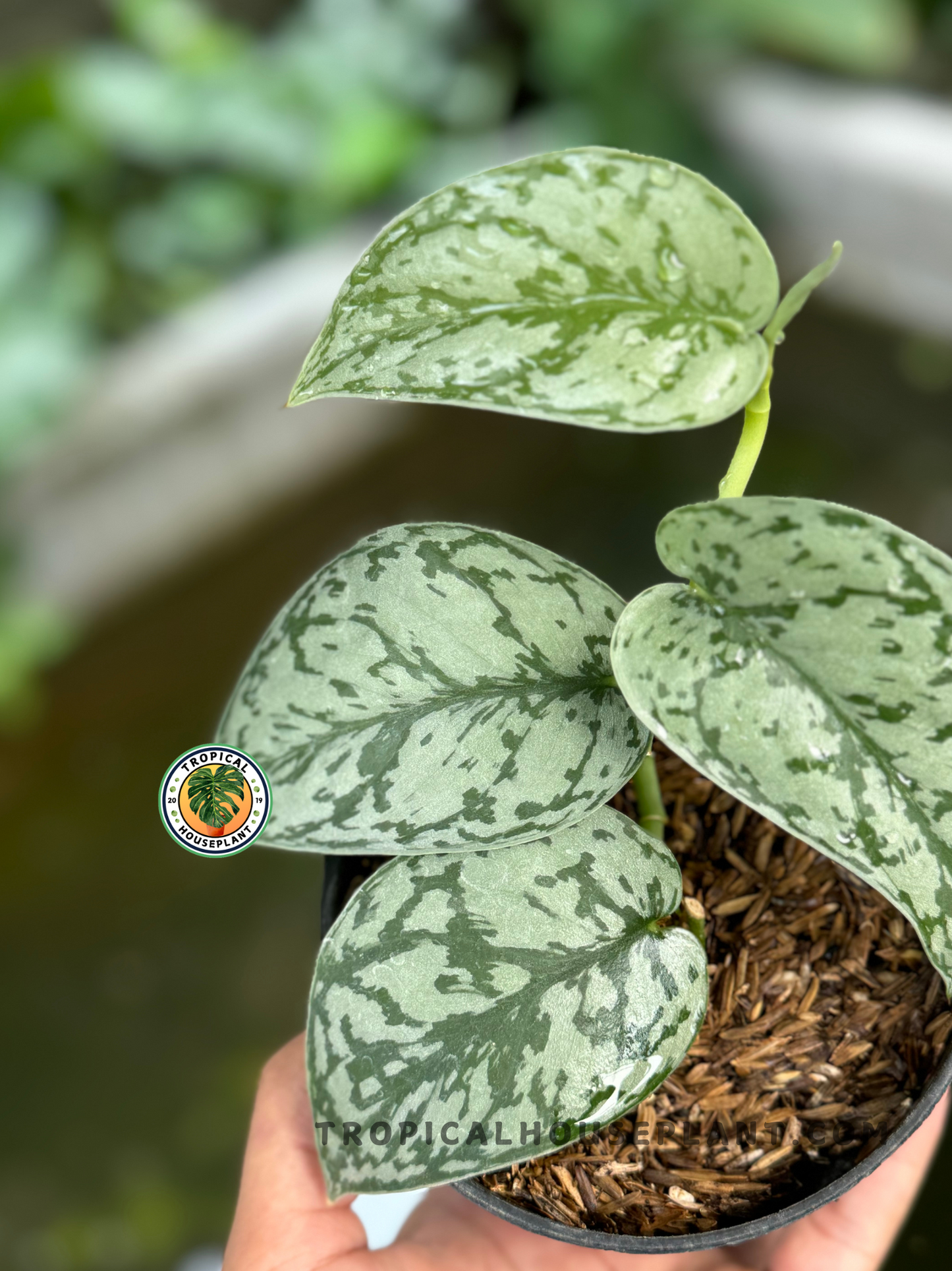 Scindapsus Silver Lady with heart-shaped leaves and silver variegation, fully rooted and ready to grow.