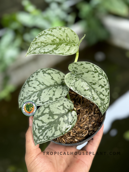 Close-up of Scindapsus Silver Lady's vibrant green foliage and intricate silver markings in a pot.