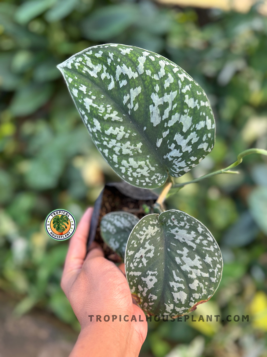 Close-up of Scindapsus Silver Phyton leaf showing marbled silver and green patterns held by hand.