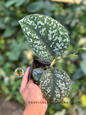 Close-up of Scindapsus Silver Phyton leaf showing marbled silver and green patterns held by hand.