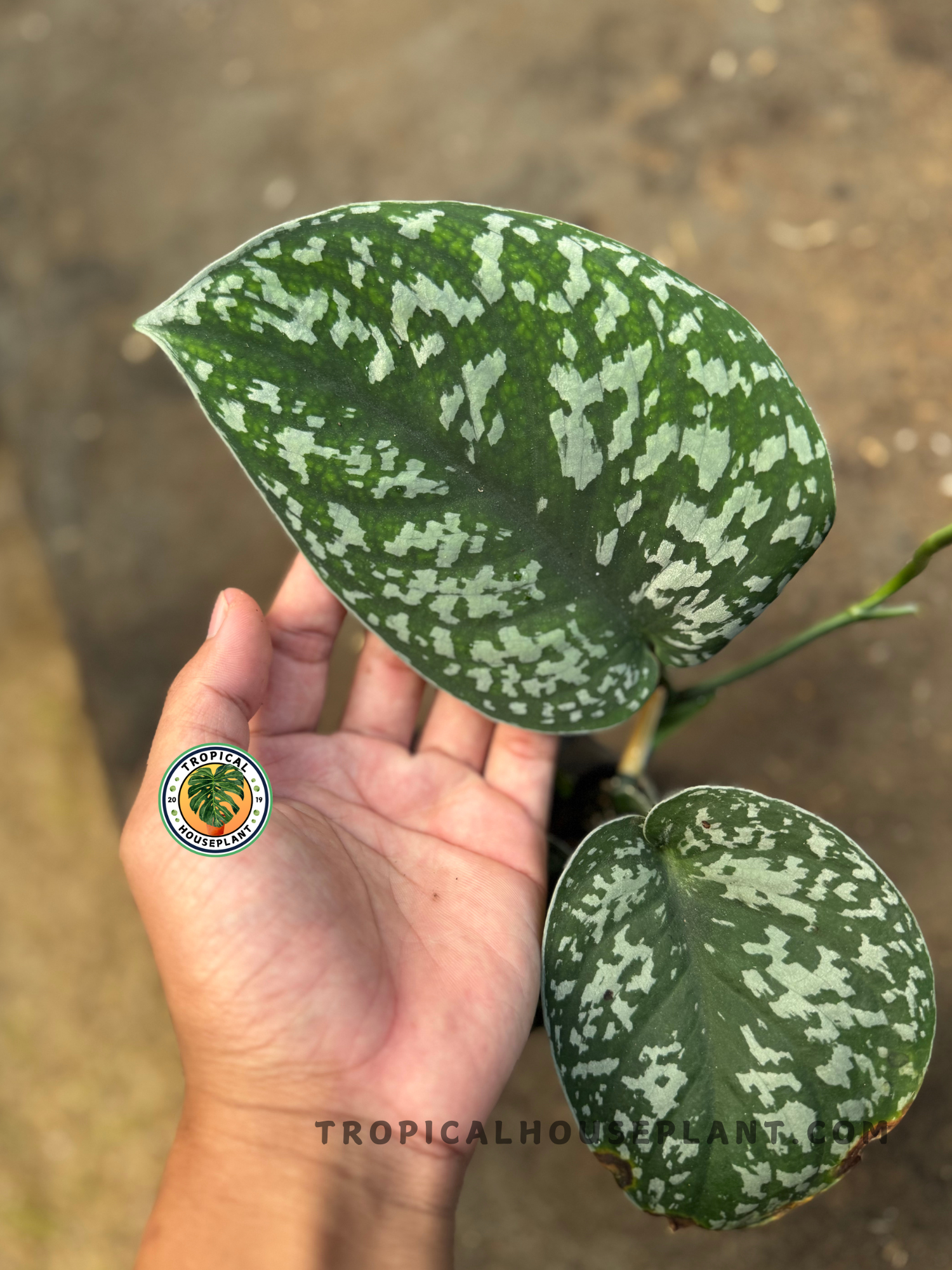 Backside view of Scindapsus Silver Phyton leaf highlighting soft texture and pale variegation.