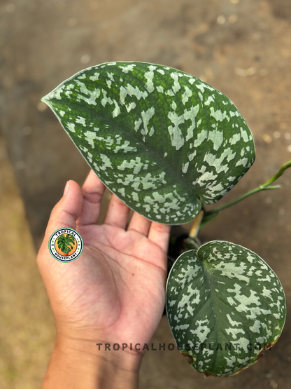 Backside view of Scindapsus Silver Phyton leaf highlighting soft texture and pale variegation.