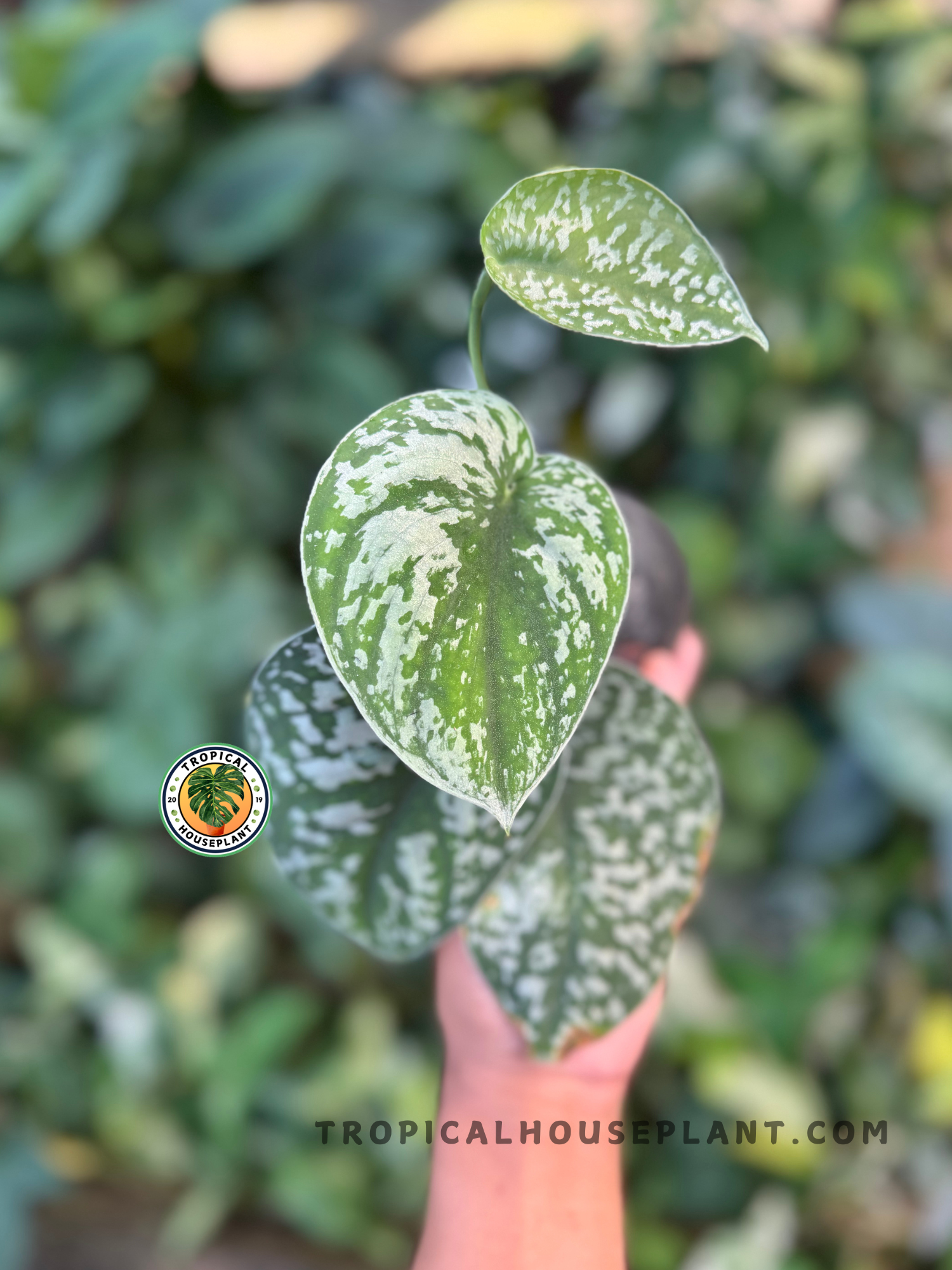 Full potted Scindapsus Silver Phyton with elongated silver-speckled leaf in focu