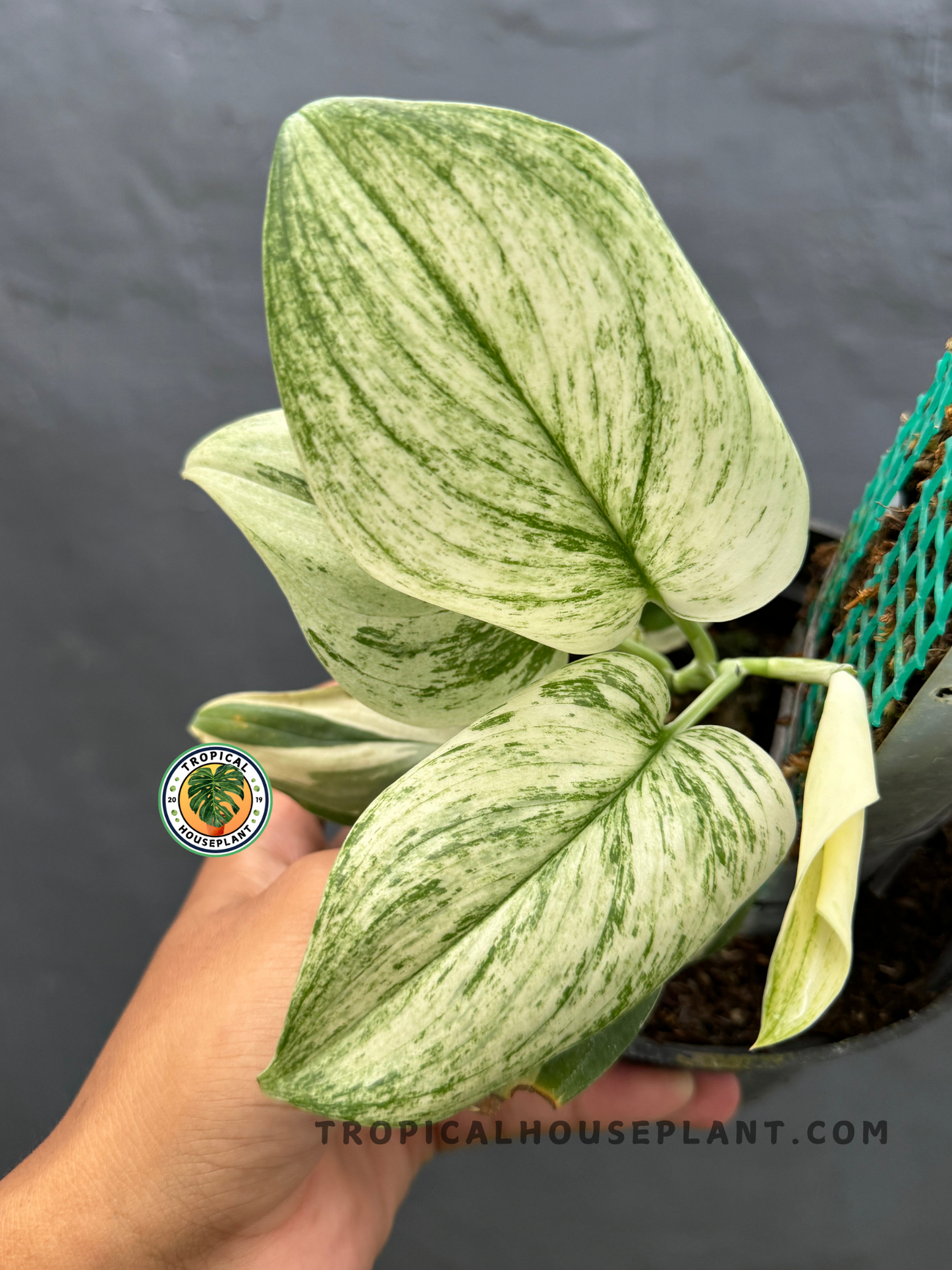 Scindapsus Superstar held by hand, displaying its bold silver and green marbled leaves.