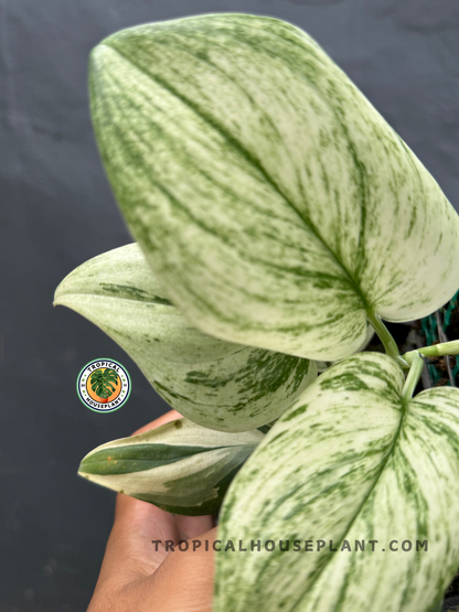 Detailed close-up of Scindapsus Superstar’s thick, heart-shaped leaves with shimmering silver patterns.