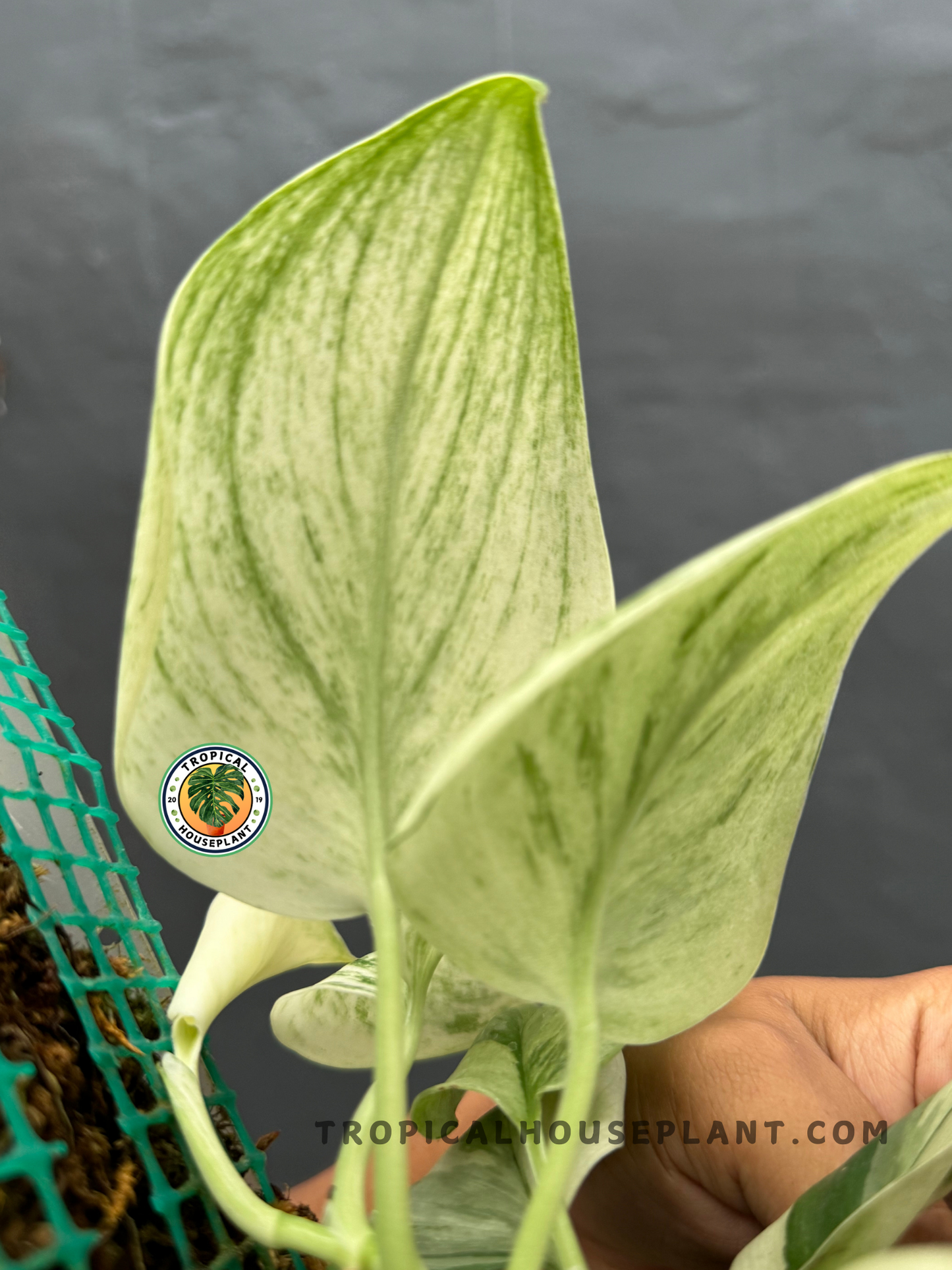 Back view of Scindapsus Superstar highlighting the smooth texture and variegation of its foliage.