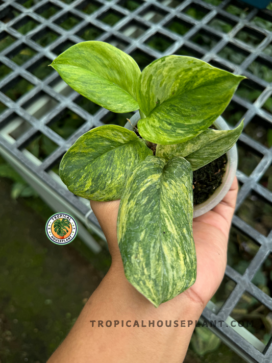 Scindapsus Treubii Tricolor with variegated leaves in silver, green, and cream.