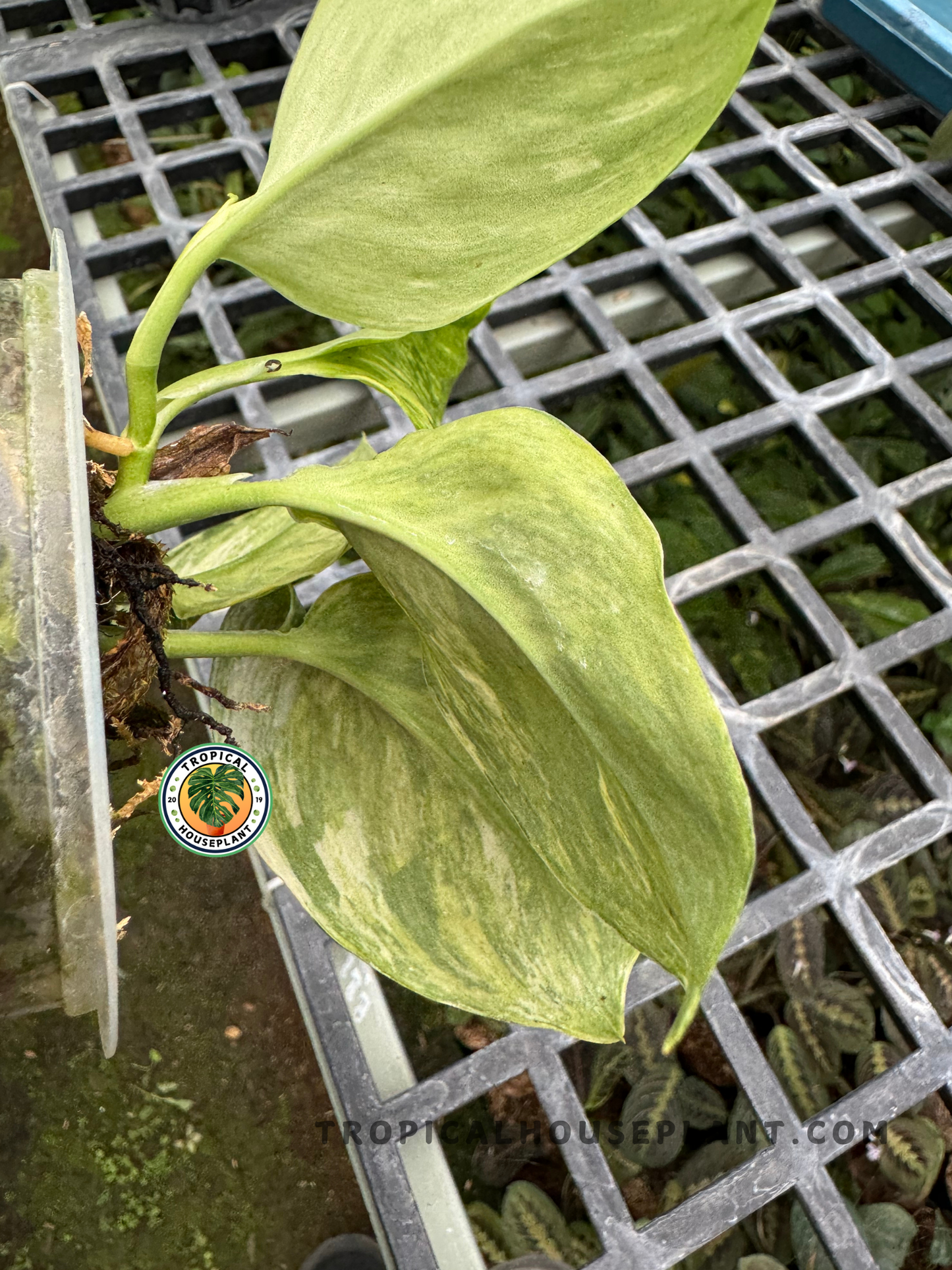 Close-up of Scindapsus Tricolor leaves displaying its unique color pattern.