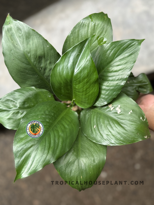 Flat lay of the entire Spathiphyllum Mauna Loa plant, highlighting symmetrical leaf spread and healthy foliage with slight natural wear.