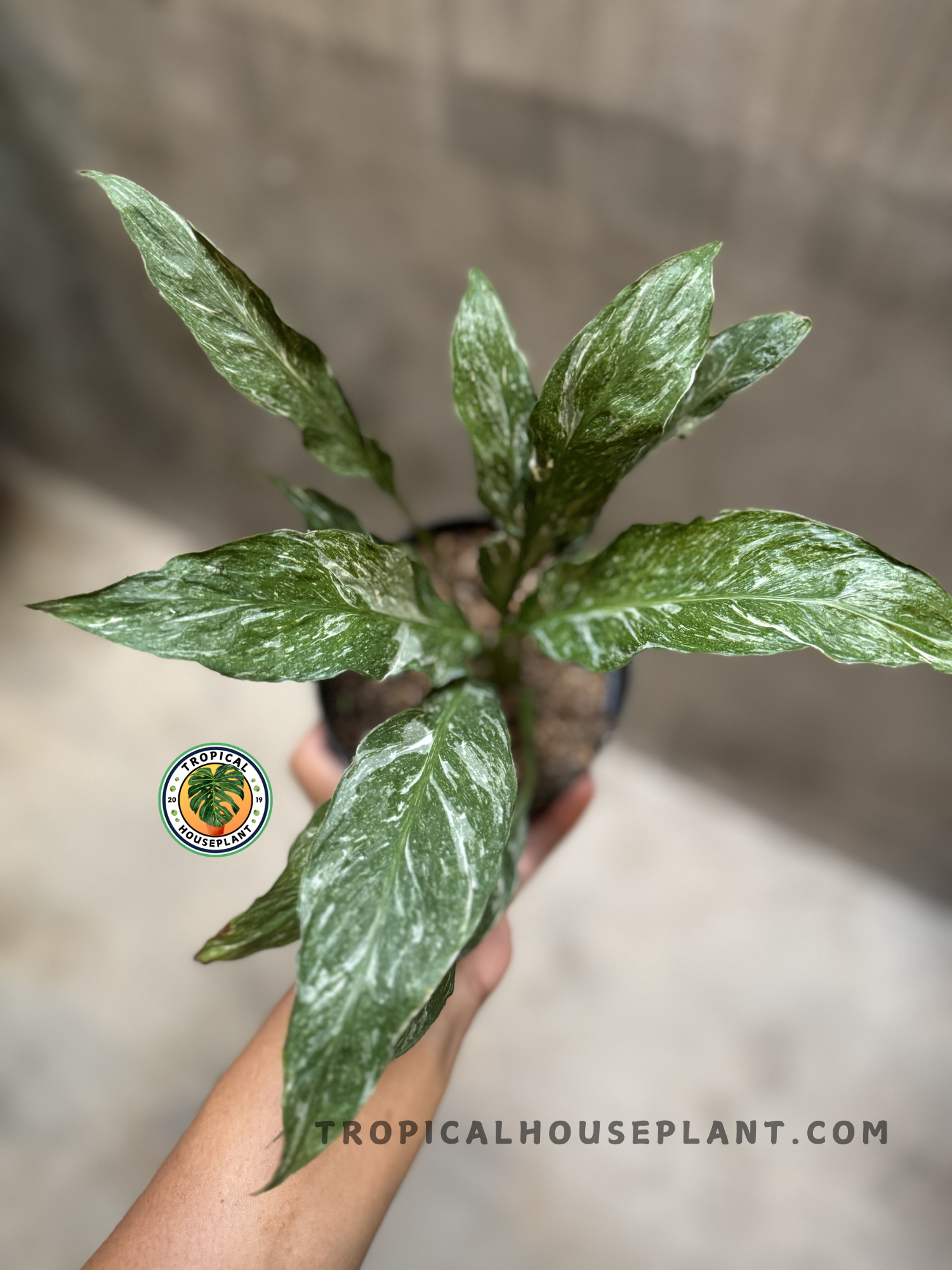 High-resolution image of the whole Domino Peace Lily plant in a pot, displaying vibrant foliage with streaks of white and a graceful upright growth form.
