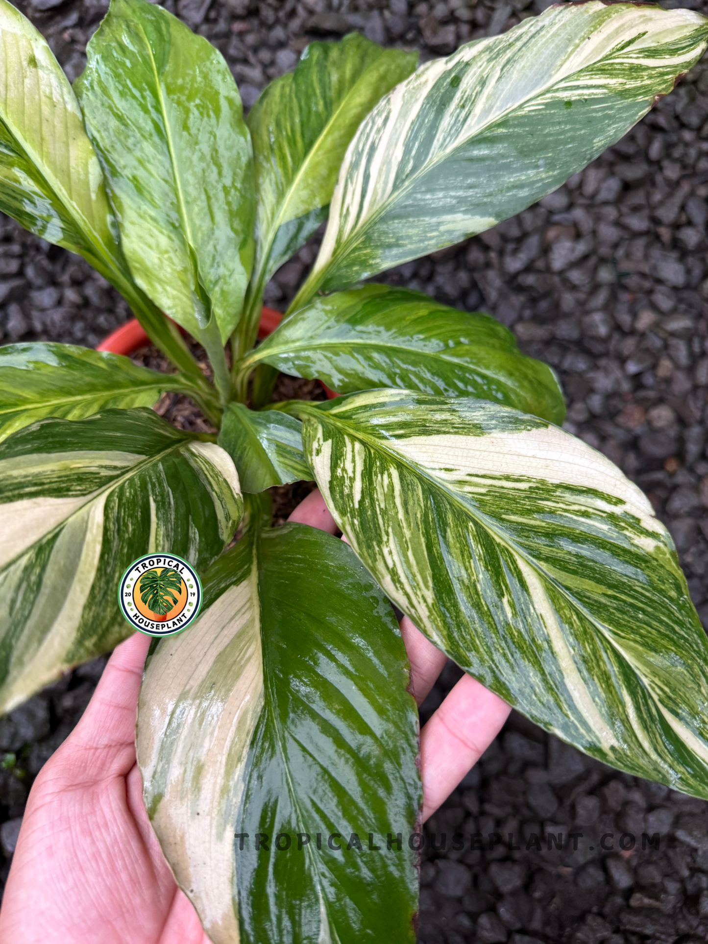 Healthy Spathiphyllum Sensation Variegated with stunning variegated foliage.