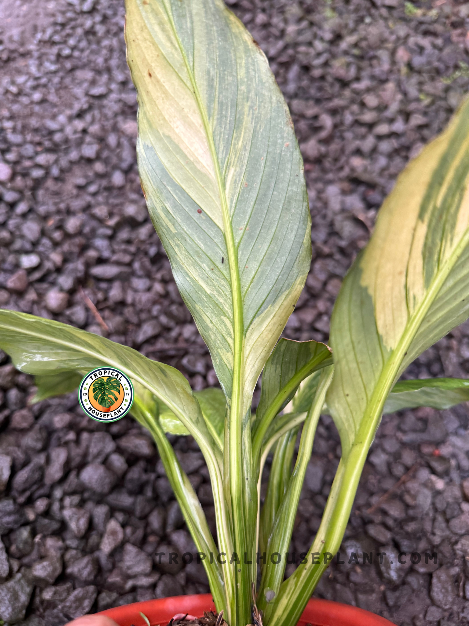 Full view of Spathiphyllum Sensation Variegated in a bright indoor setting.