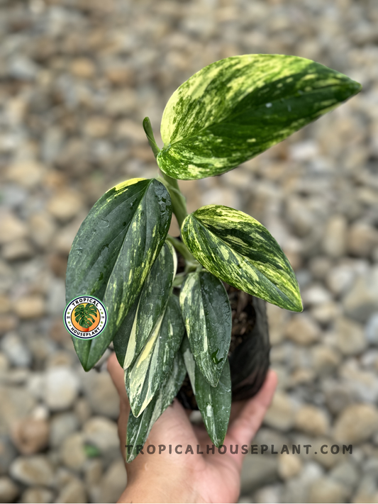 Monstera Standleyana Yellow Variegated with glossy green leaves accented by bright yellow variegation.