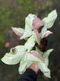 Syngonium Pink Salmon