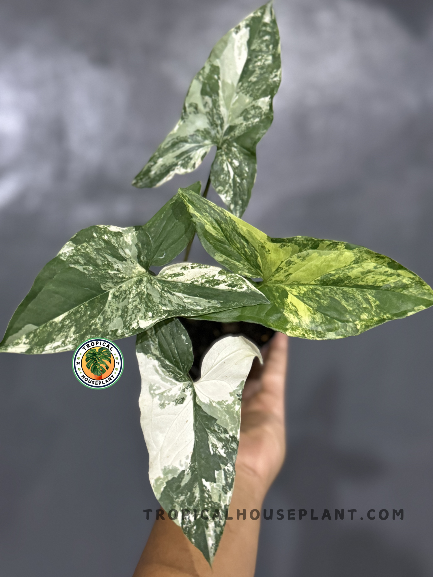 Syngonium Albo Variegated plant with white and green arrow-shaped leaves.