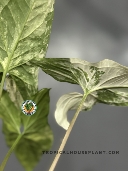 Fully rooted Syngonium Albo Variegated plant with 3–5 vibrant variegated leaves.