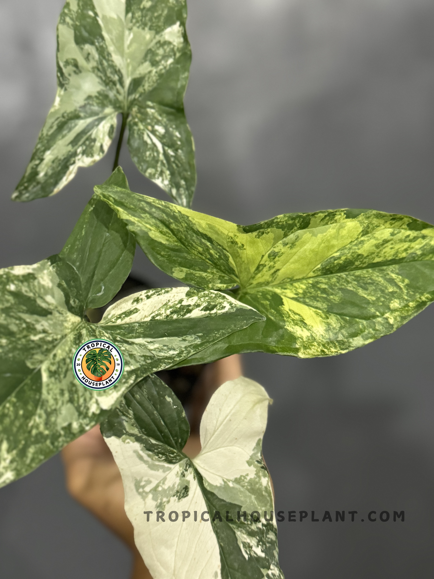 Close-up of Syngonium Albo Variegated showcasing its striking variegation.