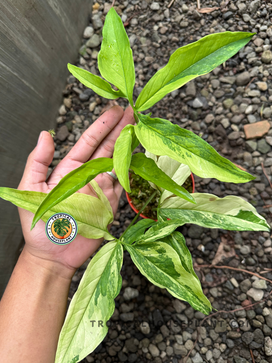 A close-up of Syngonium Angustatum Yellow Variegated leaf showing elongated shape with bold yellow and green marbled variegation.