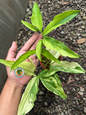 A close-up of Syngonium Angustatum Yellow Variegated leaf showing elongated shape with bold yellow and green marbled variegation.