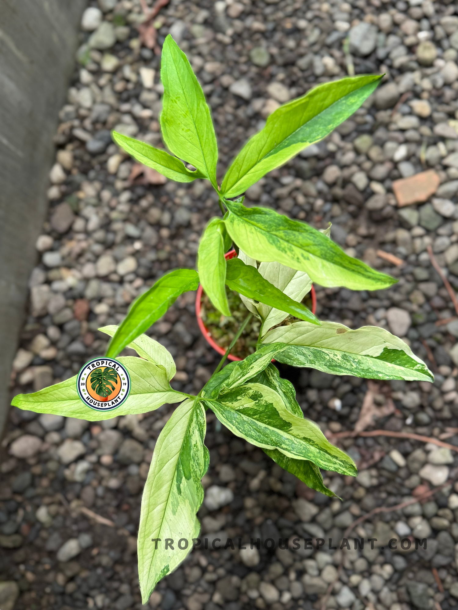 Syngonium Angustatum Yellow Variegated leaf displaying vibrant yellow streaks contrasting against rich green tones