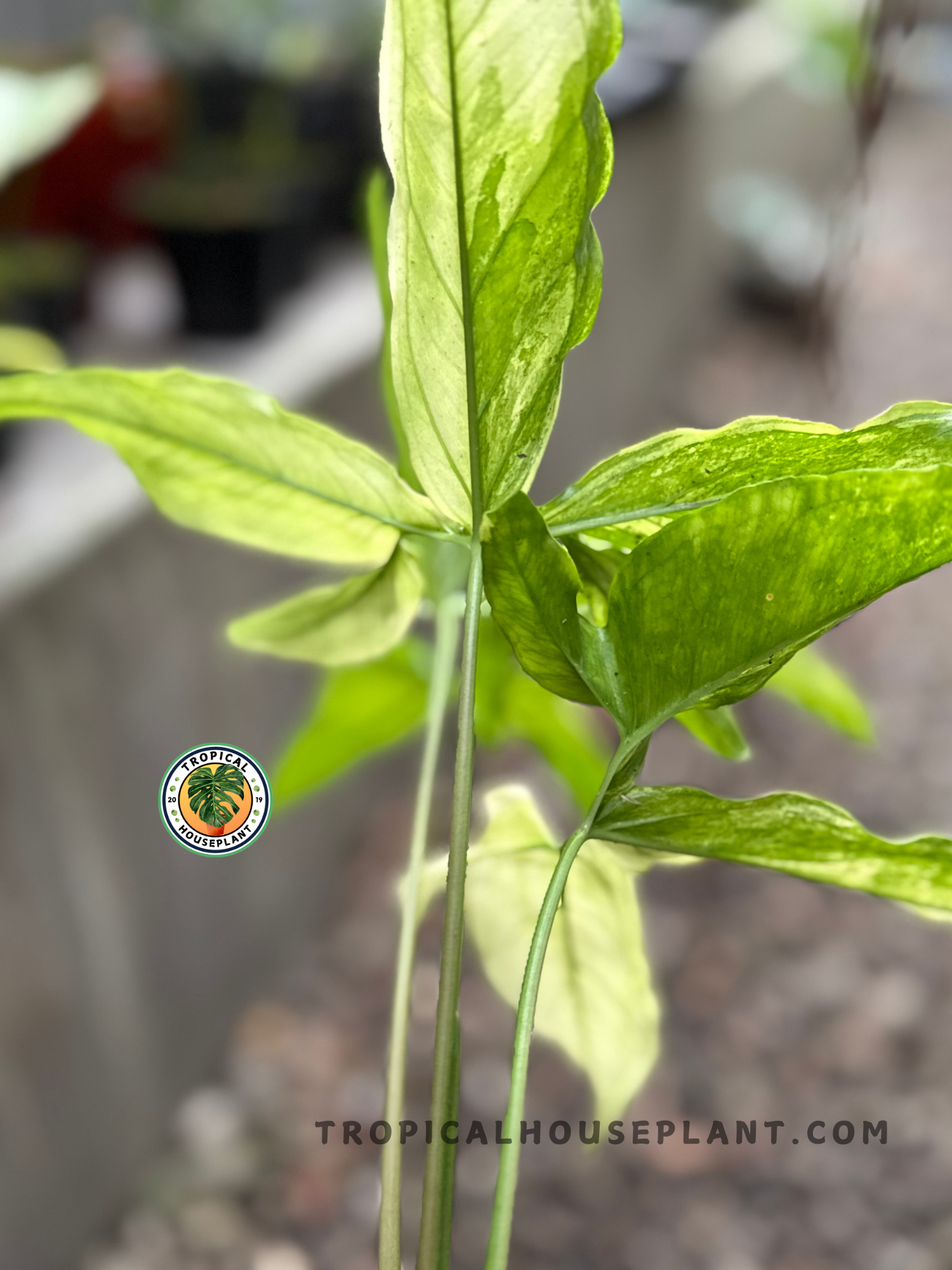 Potted Syngonium Angustatum Yellow Variegated plant with multiple yellow and green patterned leaves held in hand for size reference.