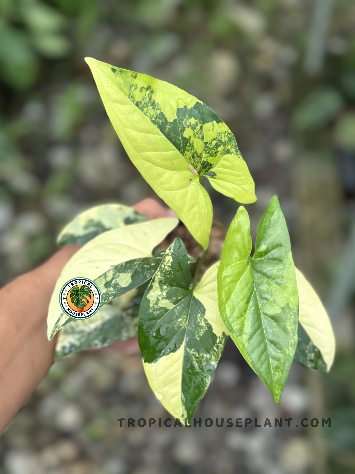 Syngonium Aurea Yellow Variegated with vibrant yellow and green variegated leaves.