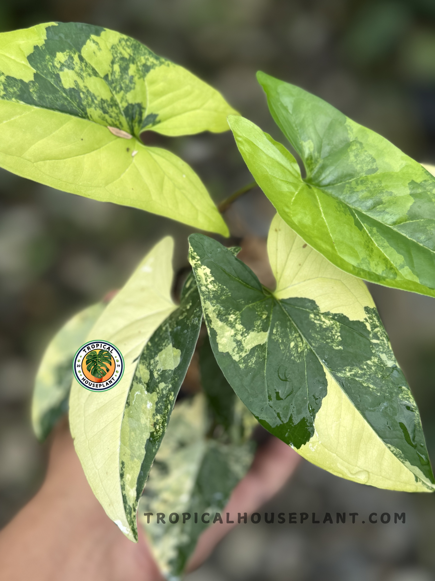 Close-up of Syngonium Aurea Yellow Variegated showcasing its beautiful yellow and green foliage.