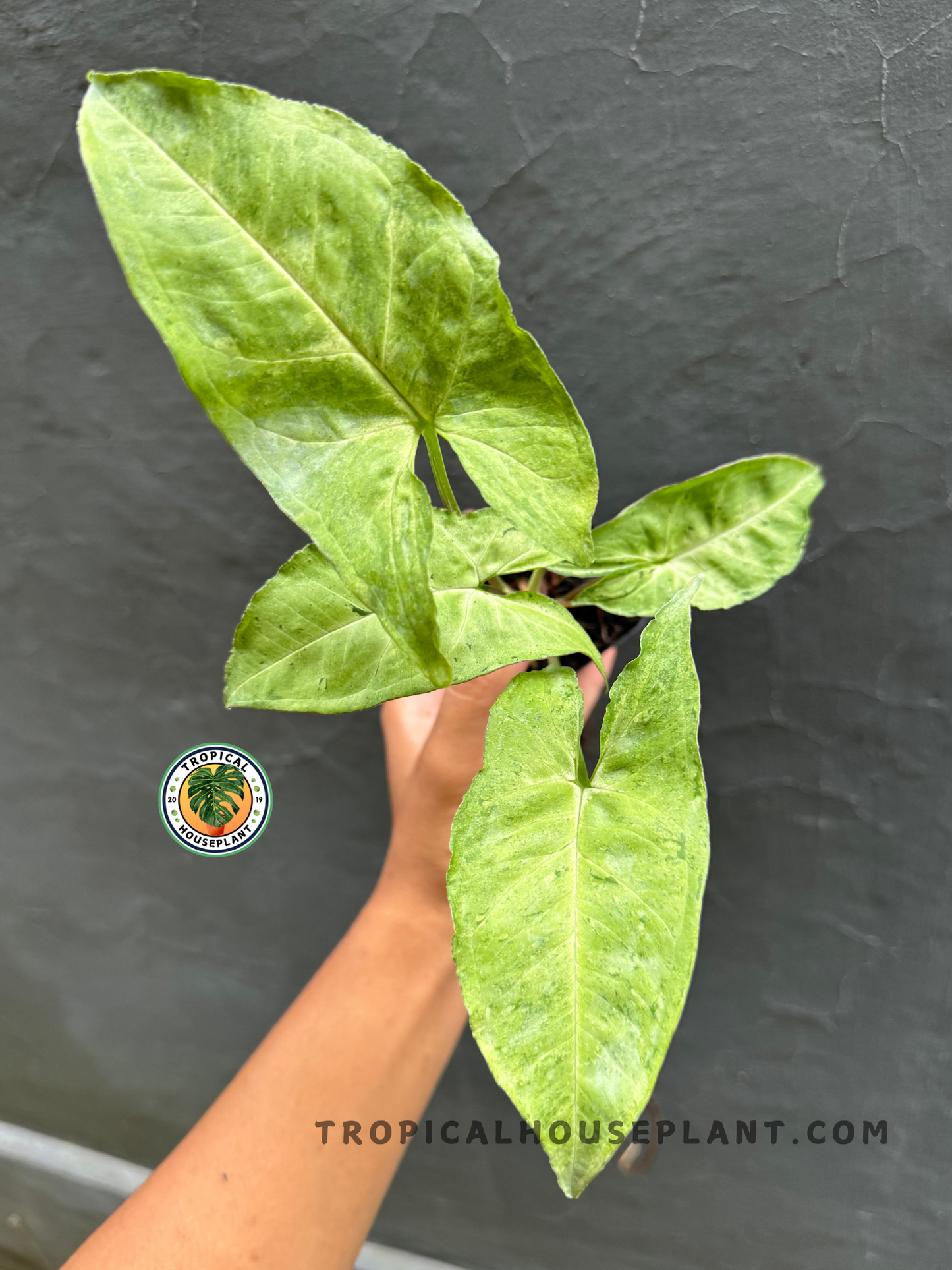 Syngonium Byrd held by hand, showcasing its elongated, soft green arrowhead leaves with subtle marbling.