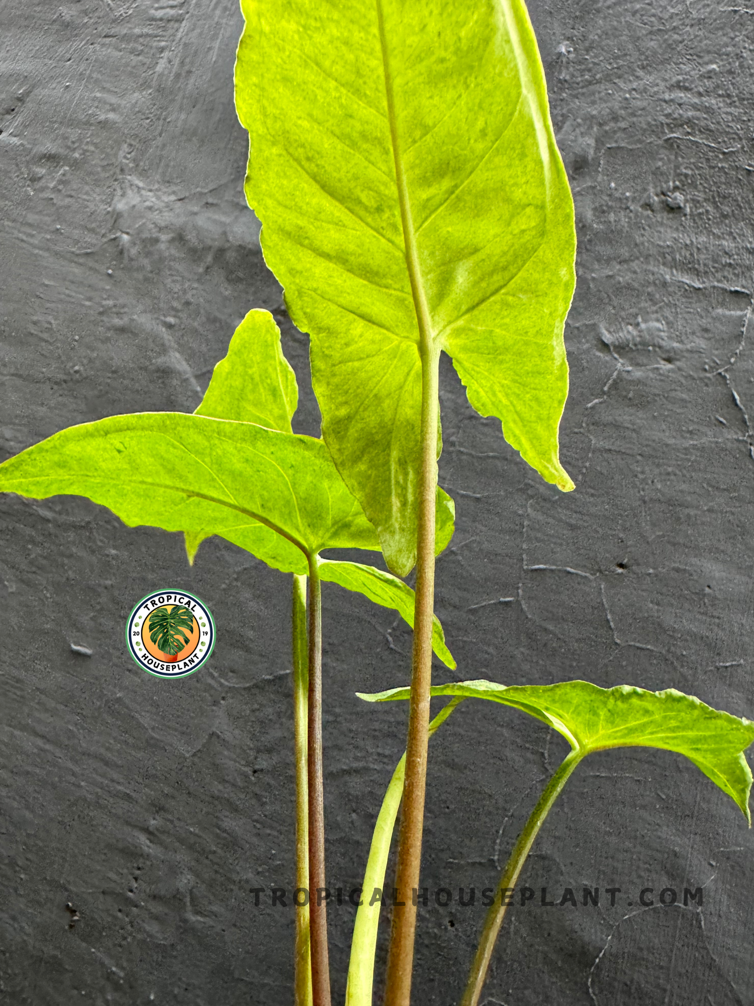 Back view of Syngonium Byrd highlighting the smooth texture and delicate marbled pattern of its foliage.