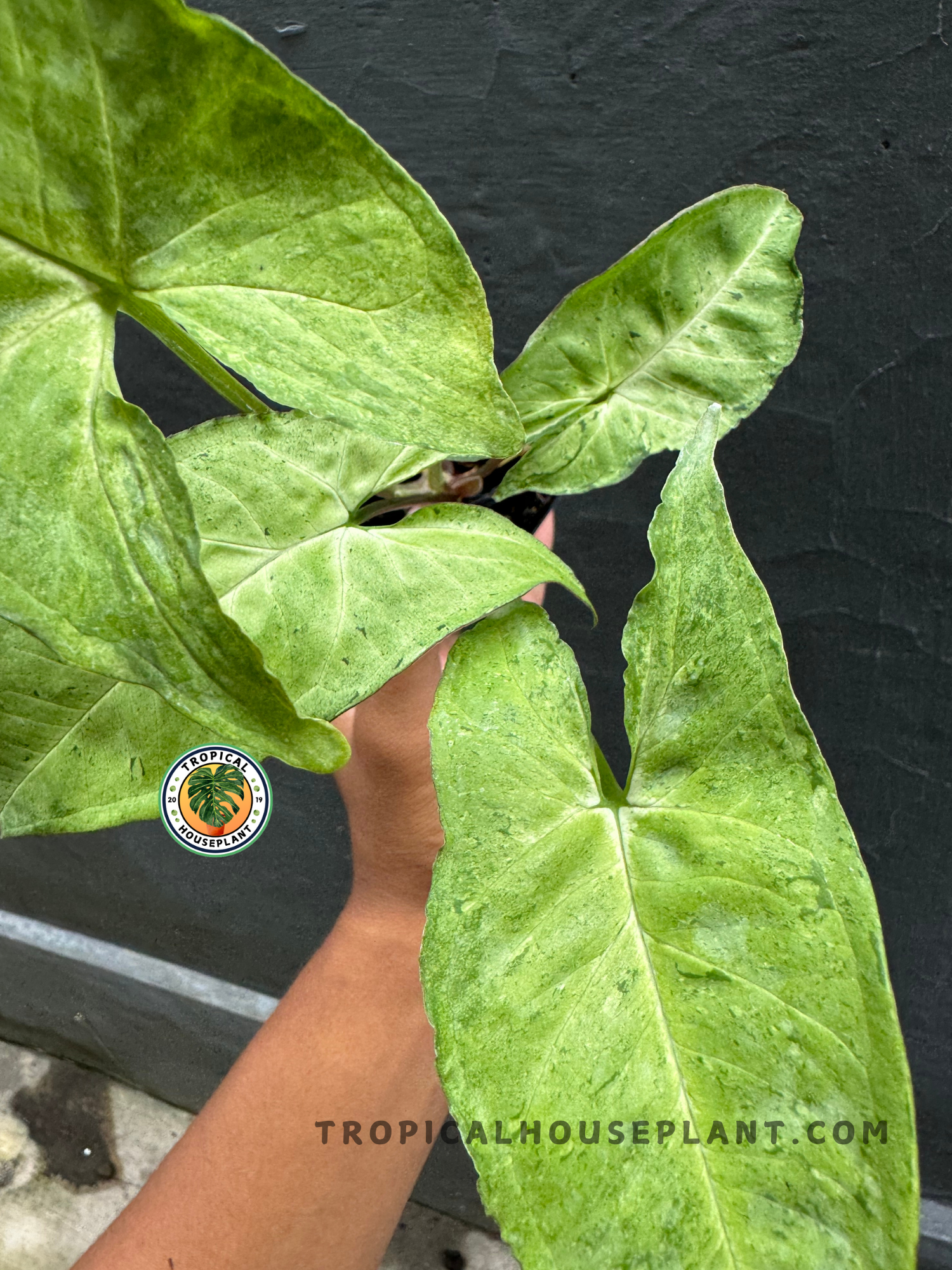 Detailed close-up of Syngonium Byrd’s sleek, elongated leaves with soft green tones and natural texture.