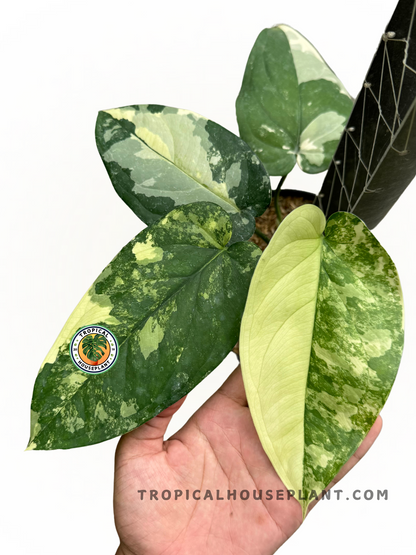 Syngonium Chiapense Variegated with large green leaves and striking white variegation, shipped fully rooted and ready to grow.