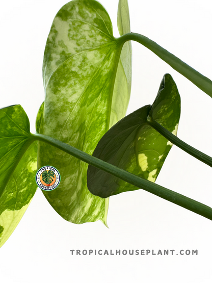 Healthy Syngonium Chiapense Variegated plant showcasing heart-shaped green leaves with bold white and cream accents.