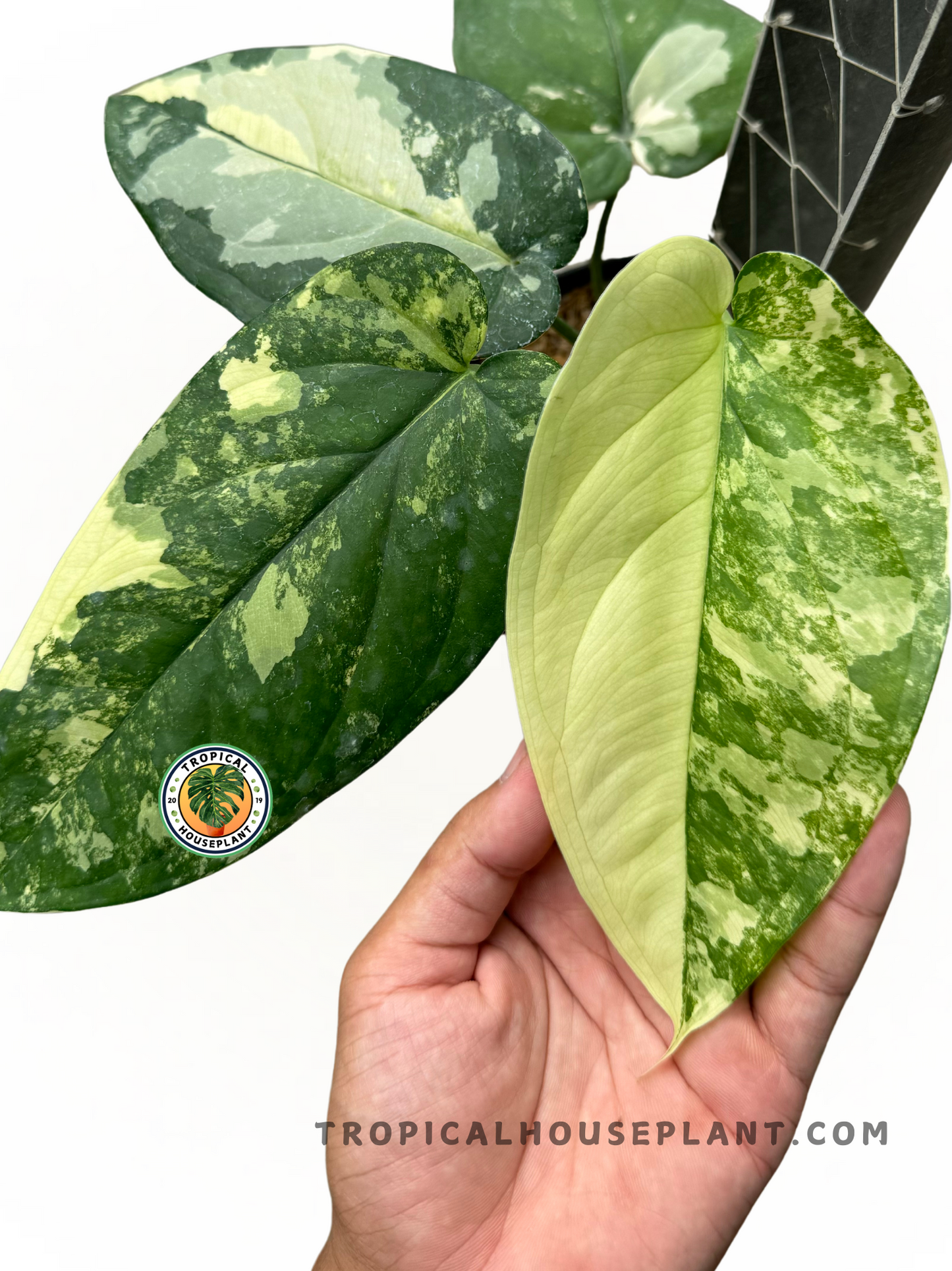 Syngonium Chiapense Variegated featuring lush green foliage and elegant white variegation, perfect for tropical decor.