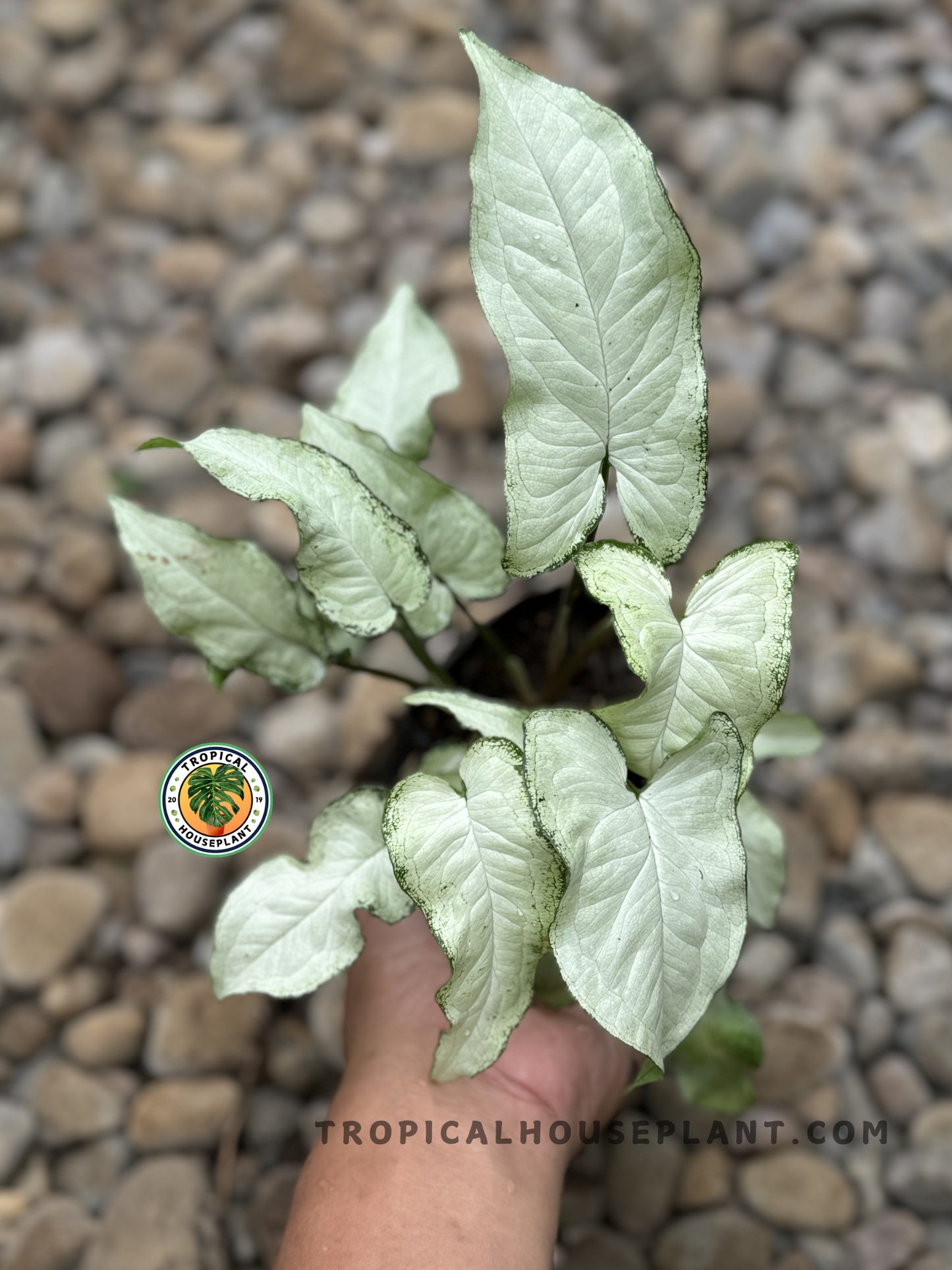 Syngonium Fairy Wings with arrow-shaped leaves.